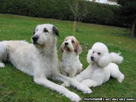 Petit Basset Griffon Vendéen Drei Freunde aus Bayern