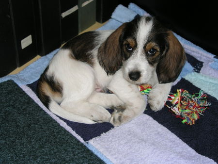 Petit Basset Griffon Vendéen Raimond, office dog