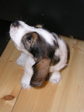 Petit Basset Griffon Vendéen Raimond, office dog