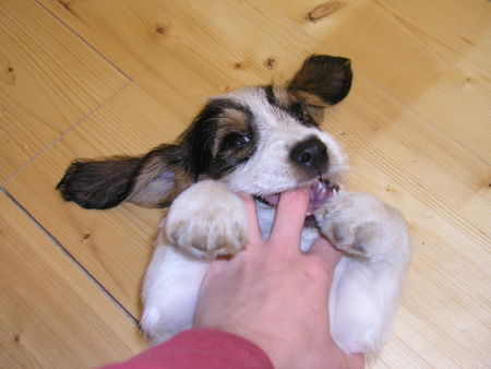 Petit Basset Griffon Vendéen Raimond, office dog