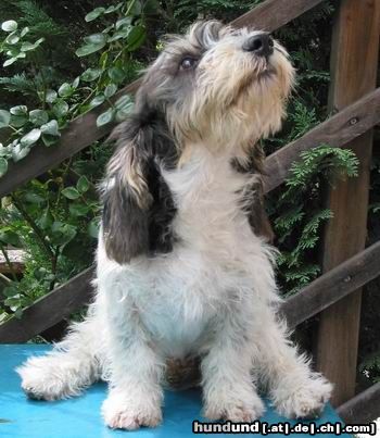 Petit Basset Griffon Vendéen Darf ich jetzt wieder aufstehen?