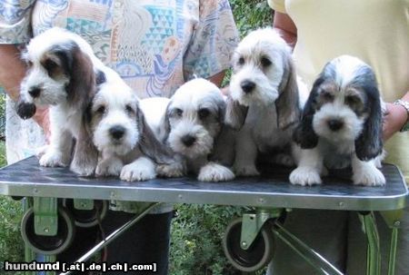 Petit Basset Griffon Vendéen 5 auf einen Streich!