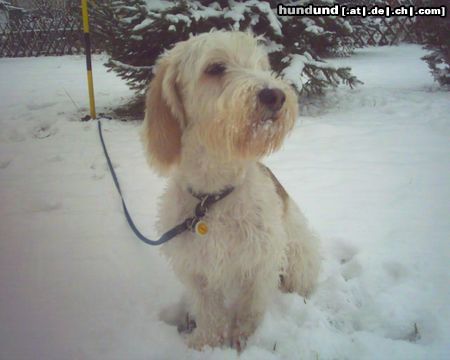 Petit Basset Griffon Vendéen ... Schnee ist toll ... 