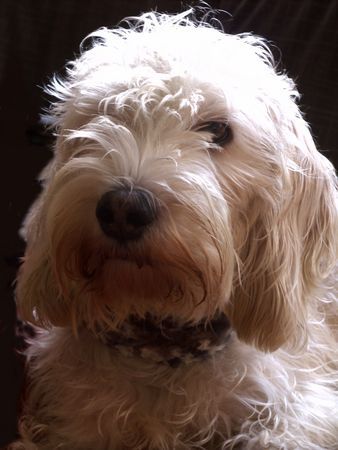 Petit Basset Griffon Vendéen Mensch ... Frauchen ich sitz doch gut!