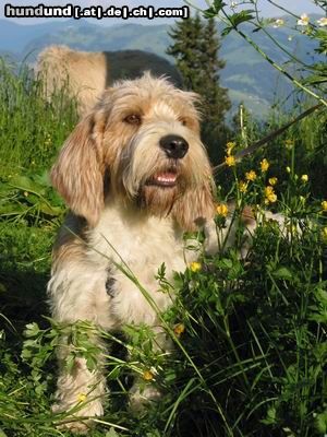 Petit Basset Griffon Vendéen So sieht mich keiner, oder?