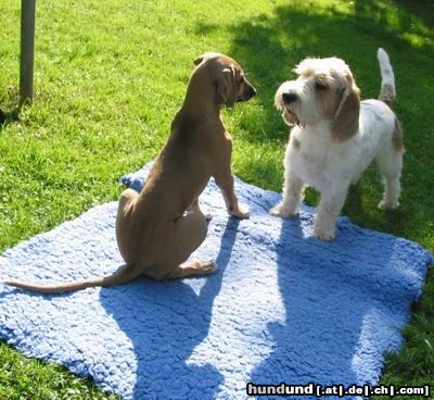 Petit Basset Griffon Vendéen Rudi und seine kleine afrikanische Freundin