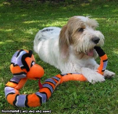 Petit Basset Griffon Vendéen Rudi's Schlange!