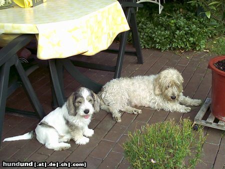 Petit Basset Griffon Vendéen Mutter und Sohn