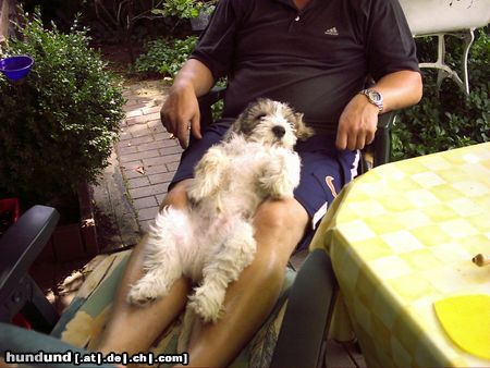 Petit Basset Griffon Vendéen Urlaub auf Balkonien