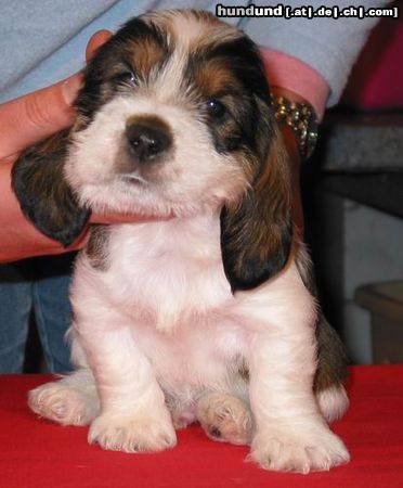 Petit Basset Griffon Vendéen PBGV-Welpe im Alter von 4 Wochen