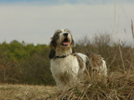 Petit Basset Griffon Vendéen Spring time