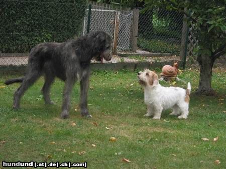 Petit Basset Griffon Vendéen Du bist aber eine große Dame!