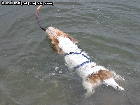 Petit Basset Griffon Vendéen Kleine Wasserratte!