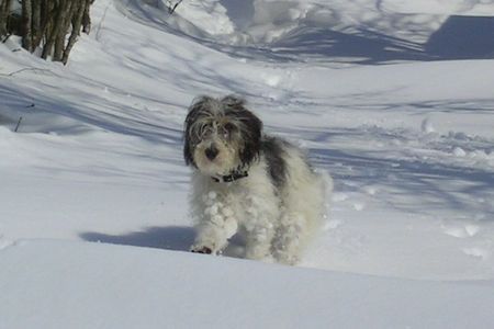 Petit Basset Griffon Vendéen Vasco