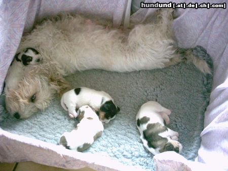 Petit Basset Griffon Vendéen Endlich Ruhe !!! 