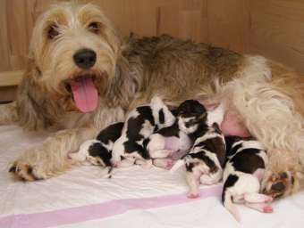 Petit Basset Griffon Vendéen Aimée mit ihren kleinen