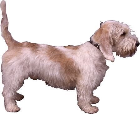 Petit Basset Griffon Vendéen Das bin ich von der Seite ... wuff wuff