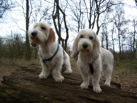 Petit Basset Griffon Vendéen Derrick und Jenny