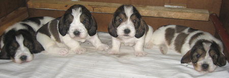 Petit Basset Griffon Vendéen PBGV puppy