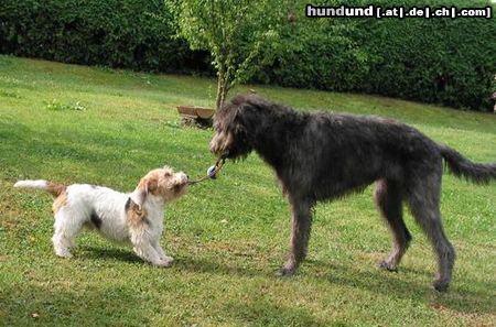 Petit Basset Griffon Vendéen Du darfst auch mitspielen...