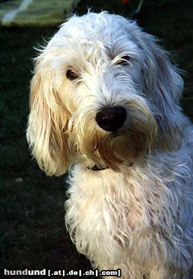 Petit Basset Griffon Vendéen