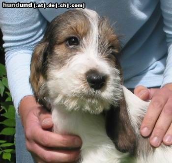 Petit Basset Griffon Vendéen Bei einem befreundeten Züchter in Frankreich sind momentan noch 2 Rüden und 1 Hündin, geb. 8. August 2005, abzugeben.