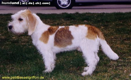 Petit Basset Griffon Vendéen Piro mit 6 Monaten