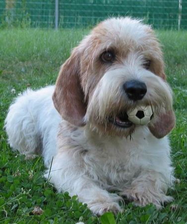 Petit Basset Griffon Vendéen Rudi's Bällchen