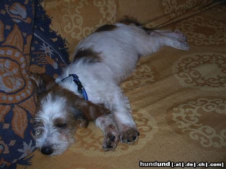 Petit Basset Griffon Vendéen RUFFO IM SChlaff