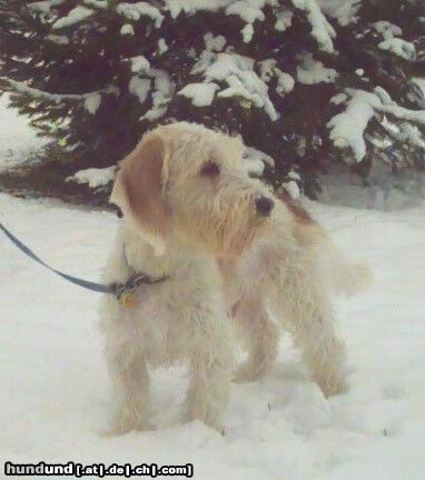 Petit Basset Griffon Vendéen ... wo ist der Schneehase ...  