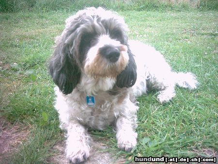 Petit Basset Griffon Vendéen Merle