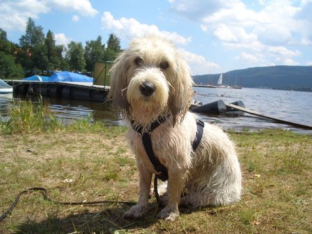 Petit Basset Griffon Vendéen Herlich....Urlaub !!