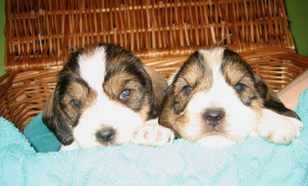 Petit Basset Griffon Vendéen PBGV puppy