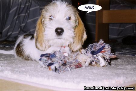 Petit Basset Griffon Vendéen Piro 8 Wochen alt