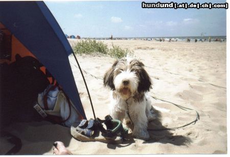 Petit Basset Griffon Vendéen Aimée auf Texel