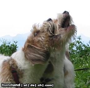 Petit Basset Griffon Vendéen Wer singt schöner?