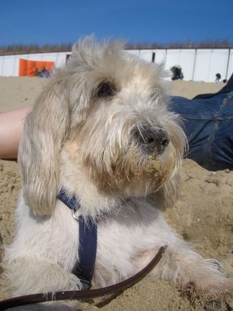 Petit Basset Griffon Vendéen Schön hier in Holland...