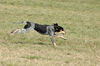 Petit Bleu de Gascogne Hund