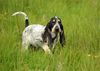 Petit Bleu de Gascogne Hund