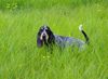 Petit Bleu de Gascogne Hund