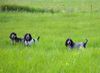 Petit Bleu de Gascogne Hund