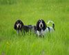 Petit Bleu de Gascogne Hund