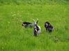 Petit Bleu de Gascogne Hund