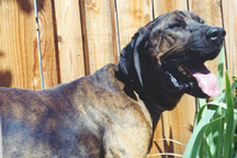 Plott Hound