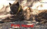 Plott Hound