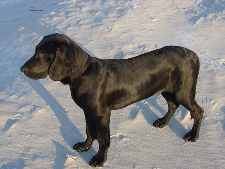 Plott Hound Der Plott Hound und das Meer! 