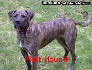 Plott Hound