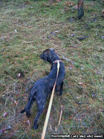 Plott Hound Plott bei der Arbeit