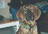 Plott Hound Hund