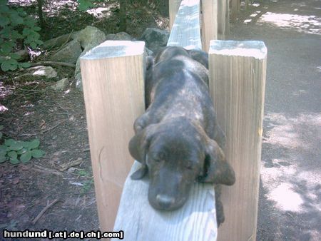 Plott Hound junger Plotthound